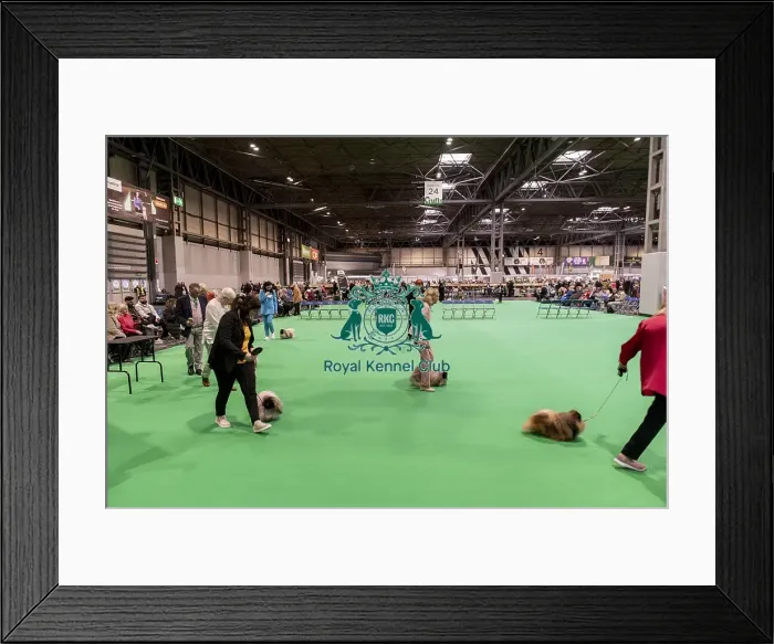 Framed Print : D-C-D-0-1-9-0 Crufts 2024 NEC Birmingham Day 1 Framed Print : D-C-D-0-1-9-0 Crufts 2024 NEC Birmingham Day 1