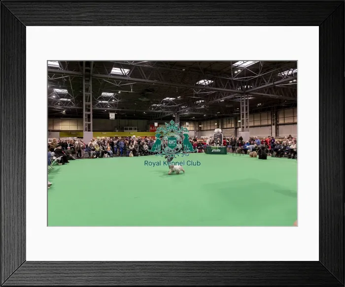 Framed Print : D-C-D-0-1-9-0 Crufts 2024 NEC Birmingham Day 1 Framed Print : D-C-D-0-1-9-0 Crufts 2024 NEC Birmingham Day 1