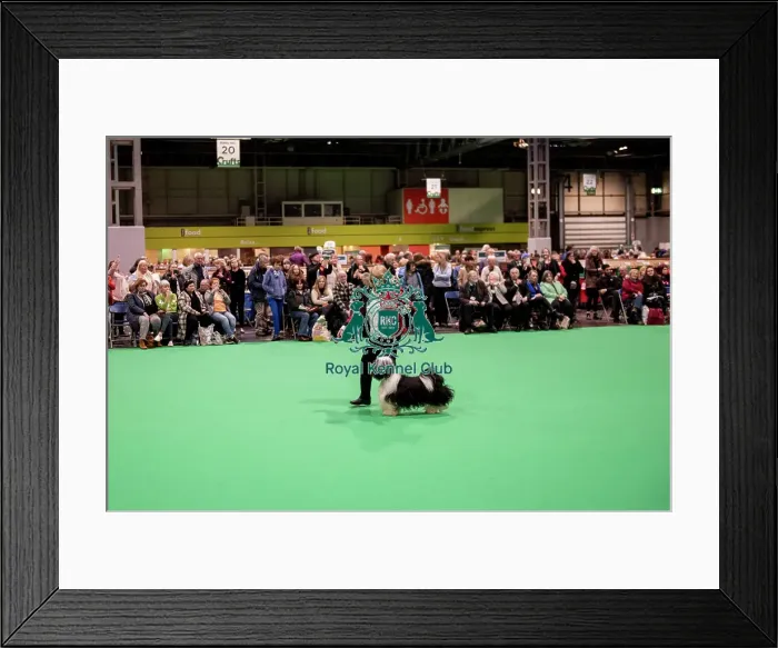 Framed Print : D-C-D-0-1-9-0 Crufts 2024 NEC Birmingham Day 1 Framed Print : D-C-D-0-1-9-0 Crufts 2024 NEC Birmingham Day 1