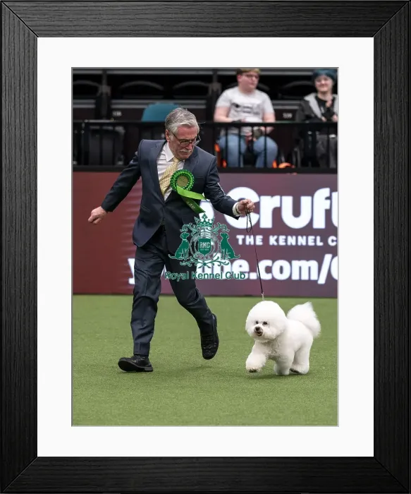 Framed Print : D-C-D-0-1-9-0 Crufts 2024 NEC Birmingham Toy