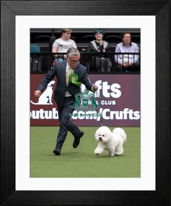 Framed Print : D-C-D-0-1-9-0 Crufts 2024 NEC Birmingham Toy