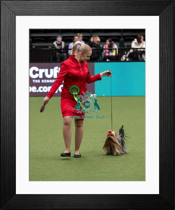 Framed Print : D-C-D-0-1-9-0 Crufts 2024 NEC Birmingham Toy