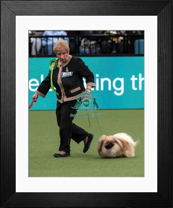 Framed Print : D-C-D-0-1-9-0 Crufts 2024 NEC Birmingham Toy