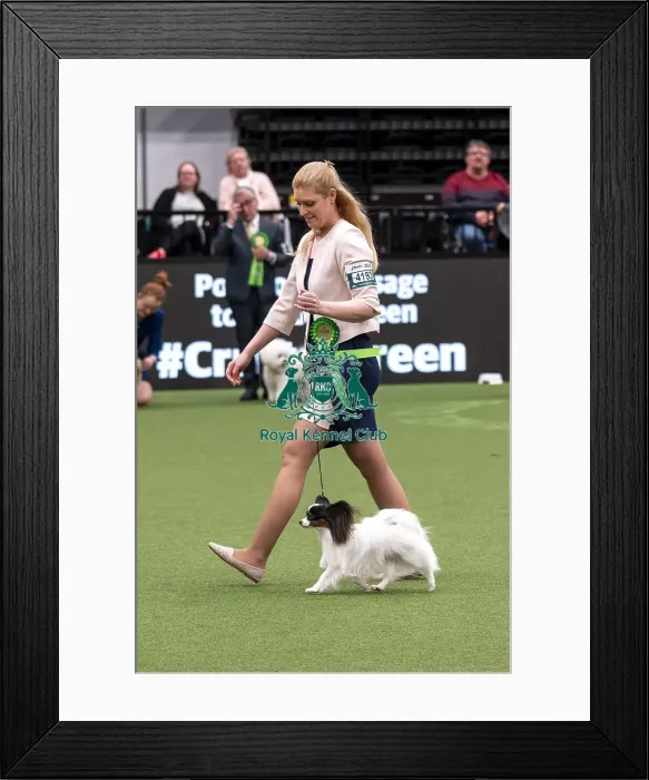 Framed Print : D-C-D-0-1-9-0 Crufts 2024 NEC Birmingham Day 1 Framed Print : D-C-D-0-1-9-0 Crufts 2024 NEC Birmingham Day 1