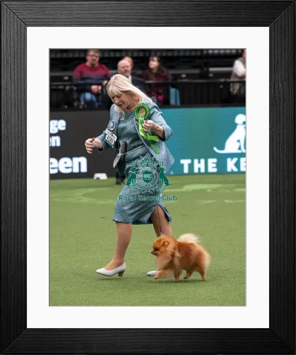 Framed Print : D-C-D-0-1-9-0 Crufts 2024 NEC Birmingham Toy
