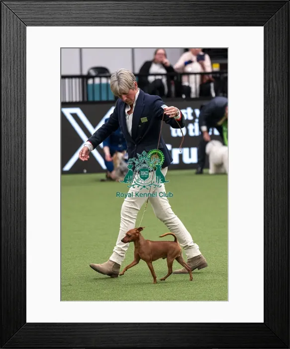 Framed Print : D-C-D-0-1-9-0 Crufts 2024 NEC Birmingham Toy Framed Print : D-C-D-0-1-9-0 Crufts 2024 NEC Birmingham Toy