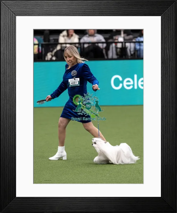 Framed Print : D-C-D-0-1-9-0 Crufts 2024 NEC Birmingham Toy