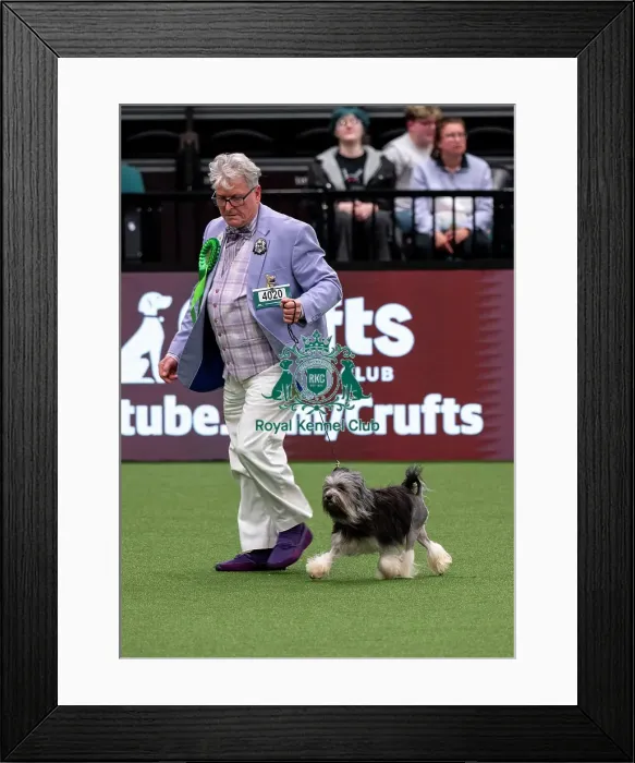 Framed Print : D-C-D-0-1-9-0 Crufts 2024 NEC Birmingham Utility Framed Print : D-C-D-0-1-9-0 Crufts 2024 NEC Birmingham Utility