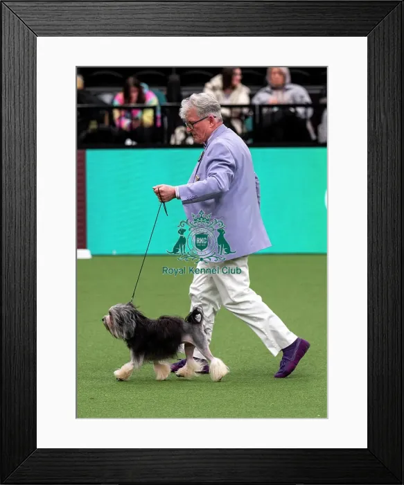 Framed Print : D-C-D-0-1-9-0 Crufts 2024 NEC Birmingham Utility Framed Print : D-C-D-0-1-9-0 Crufts 2024 NEC Birmingham Utility
