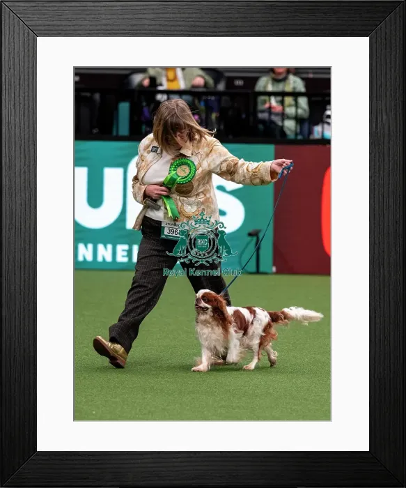 Framed Print : D-C-D-0-1-9-0 Crufts 2024 NEC Birmingham Toy Framed Print : D-C-D-0-1-9-0 Crufts 2024 NEC Birmingham Toy
