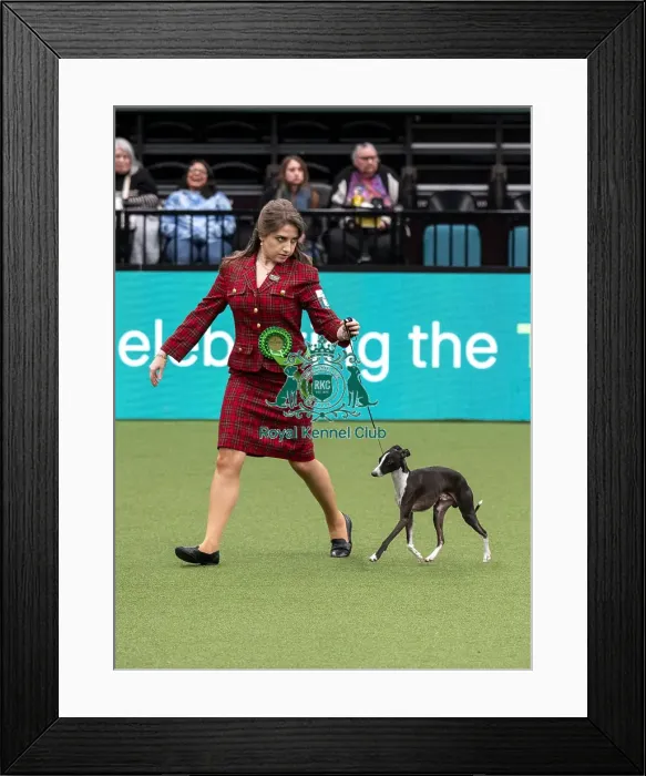 Framed Print : D-C-D-0-1-9-0 Crufts 2024 NEC Birmingham Toy Framed Print : D-C-D-0-1-9-0 Crufts 2024 NEC Birmingham Toy