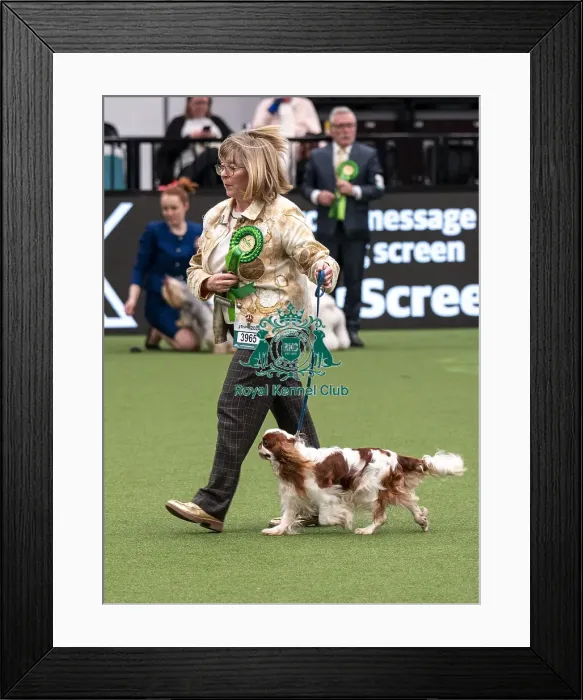 Framed Print : D-C-D-0-1-9-0 Crufts 2024 NEC Birmingham Toy