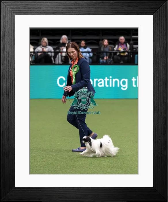 Framed Print : D-C-D-0-1-9-0 Crufts 2024 NEC Birmingham Toy Framed Print : D-C-D-0-1-9-0 Crufts 2024 NEC Birmingham Toy