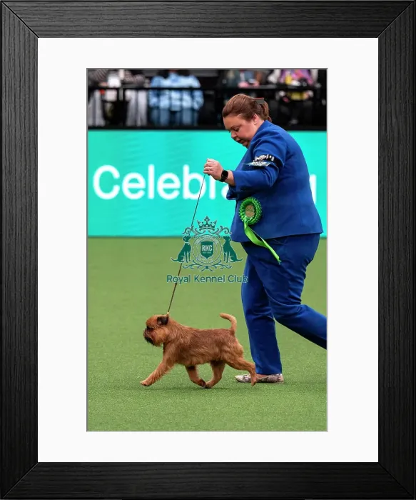 Framed Print : D-C-D-0-1-9-0 Crufts 2024 NEC Birmingham Toy