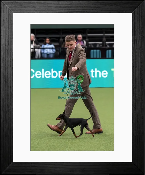 Framed Print : D-C-D-0-1-9-0 Crufts 2024 NEC Birmingham Toy Framed Print : D-C-D-0-1-9-0 Crufts 2024 NEC Birmingham Toy