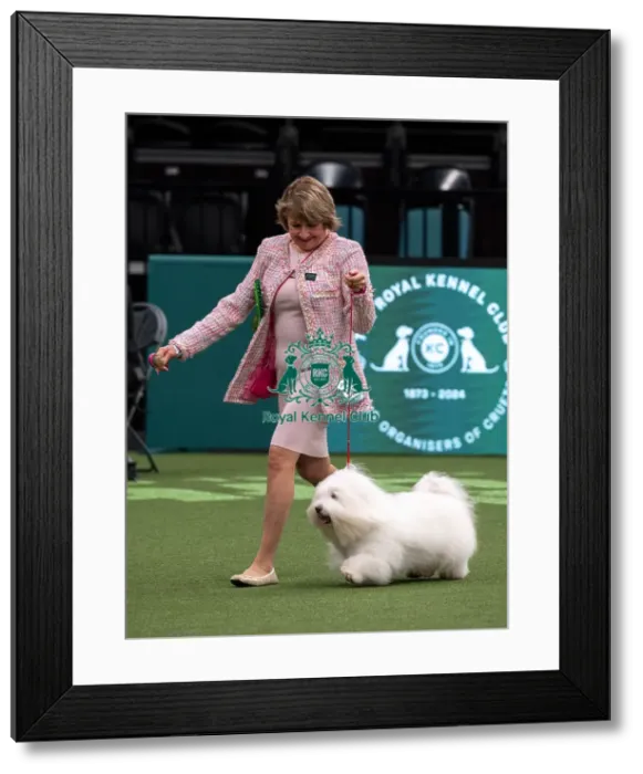 Framed Print : D-C-D-0-1-9-0 Crufts 2024 NEC Birmingham Toy Framed Print : D-C-D-0-1-9-0 Crufts 2024 NEC Birmingham Toy