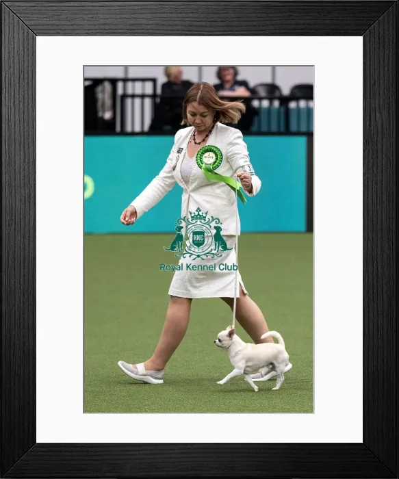 Framed Print : D-C-D-0-1-9-0 Crufts 2024 NEC Birmingham Toy Framed Print : D-C-D-0-1-9-0 Crufts 2024 NEC Birmingham Toy