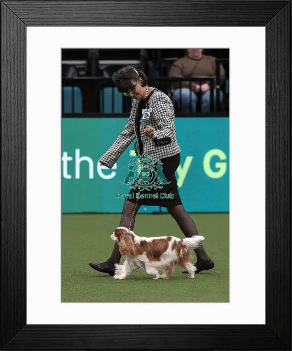 Framed Print : D-C-D-0-1-9-0 Crufts 2024 NEC Birmingham Toy Framed Print : D-C-D-0-1-9-0 Crufts 2024 NEC Birmingham Toy