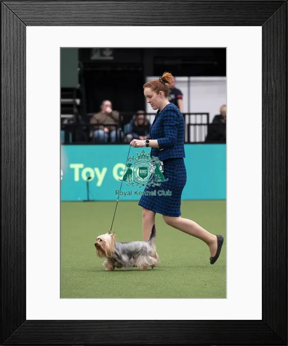 Framed Print : D-C-D-0-1-9-0 Crufts 2024 NEC Birmingham Toy Framed Print : D-C-D-0-1-9-0 Crufts 2024 NEC Birmingham Toy