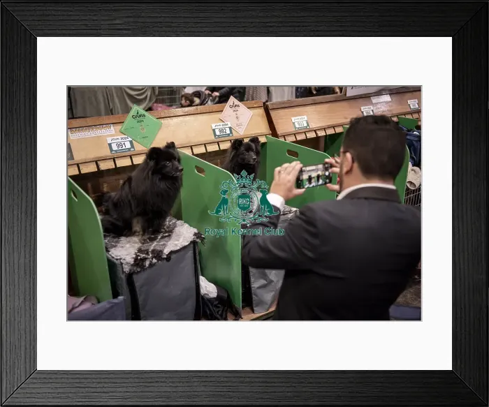 Framed Print : D-C-D-0-1-9-0 Crufts 2024 NEC Birmingham Day 1 Framed Print : D-C-D-0-1-9-0 Crufts 2024 NEC Birmingham Day 1