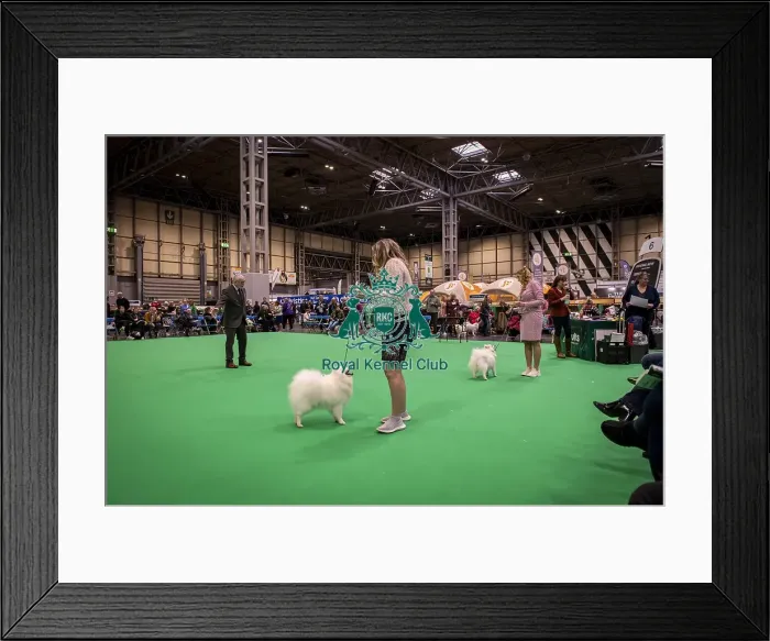 Framed Print : D-C-D-0-1-9-0 Crufts 2024 NEC Birmingham Utility
