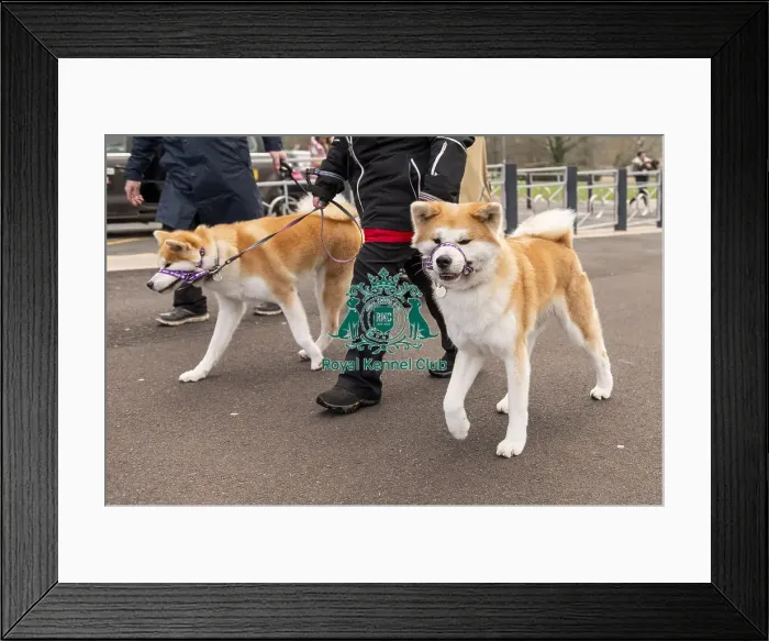 Framed Print : D-C-D-0-1-9-0 Crufts 2024 NEC Birmingham Day 1 Framed Print : D-C-D-0-1-9-0 Crufts 2024 NEC Birmingham Day 1
