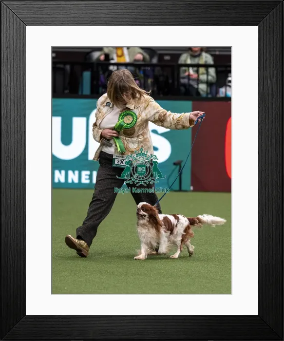 Framed Print : D-C-D-0-1-9-0 Crufts 2024 NEC Birmingham Day 1 Framed Print : D-C-D-0-1-9-0 Crufts 2024 NEC Birmingham Day 1
