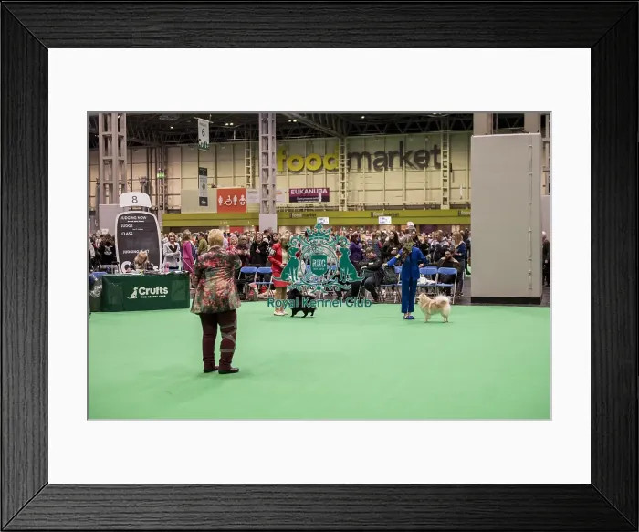 Framed Print : D-C-D-0-1-9-0 Crufts 2024 NEC Birmingham Utility Framed Print : D-C-D-0-1-9-0 Crufts 2024 NEC Birmingham Utility