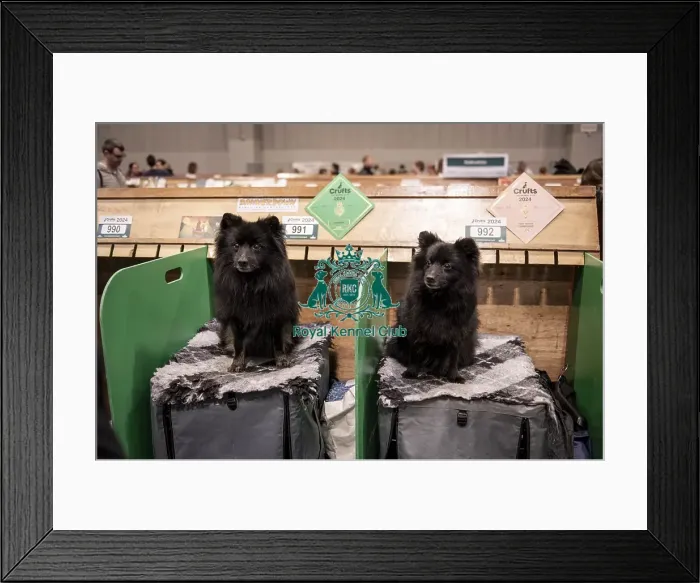 Framed Print : D-C-D-0-1-9-0 Crufts 2024 NEC Birmingham Day 1 Framed Print : D-C-D-0-1-9-0 Crufts 2024 NEC Birmingham Day 1