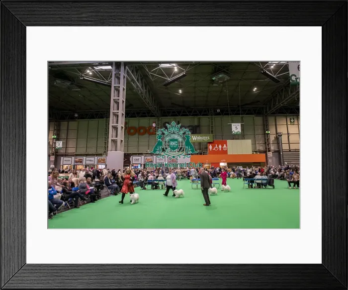 Framed Print : D-C-D-0-1-9-0 Crufts 2024 NEC Birmingham Utility