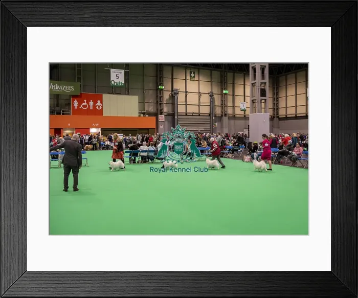 Framed Print : D-C-D-0-1-9-0 Crufts 2024 NEC Birmingham Utility