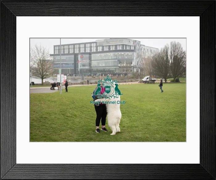 Framed Print : D-C-D-0-1-9-0 Crufts 2024 NEC Birmingham Day 1 Framed Print : D-C-D-0-1-9-0 Crufts 2024 NEC Birmingham Day 1