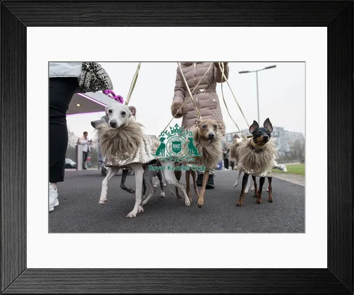 Framed Print : D-C-D-0-1-9-0 Crufts 2024 NEC Birmingham Day 1