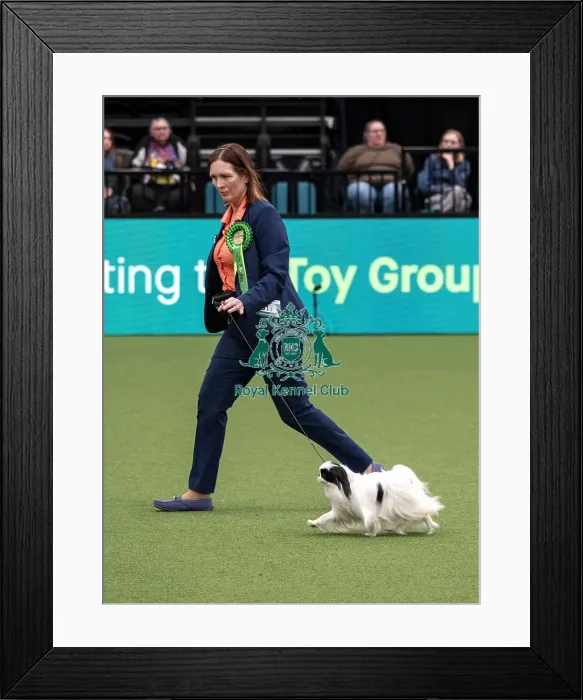 Framed Print : D-C-D-0-1-9-0 Crufts 2024 NEC Birmingham Day 1 Framed Print : D-C-D-0-1-9-0 Crufts 2024 NEC Birmingham Day 1