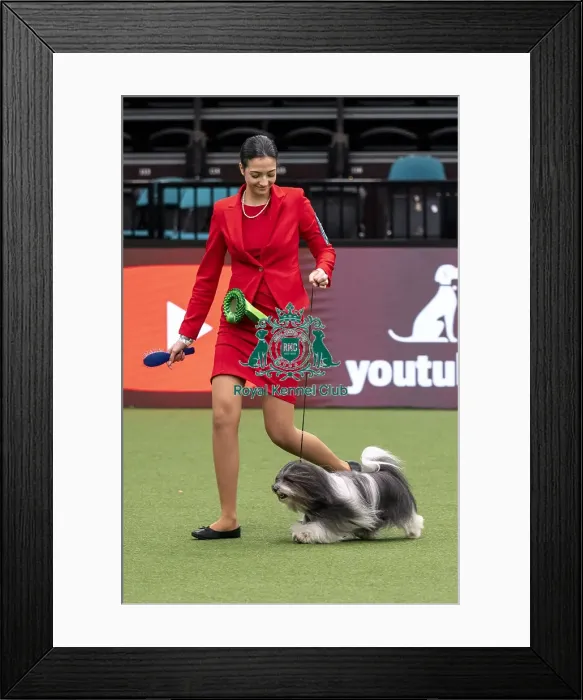 Framed Print : D-C-D-0-1-9-0 Crufts 2024 NEC Birmingham Day 1