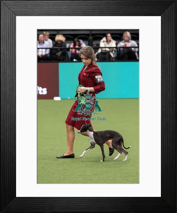 Framed Print : D-C-D-0-1-9-0 Crufts 2024 NEC Birmingham Day 1