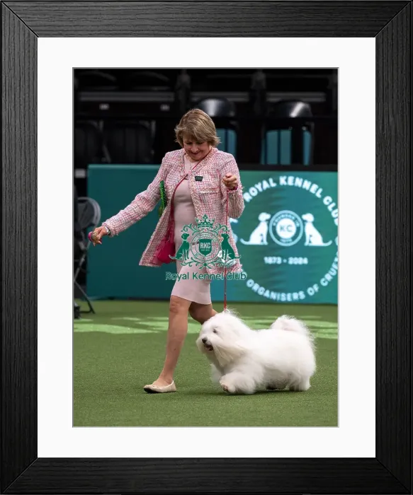 Framed Print : D-C-D-0-1-9-0 Crufts 2024 NEC Birmingham Day 1