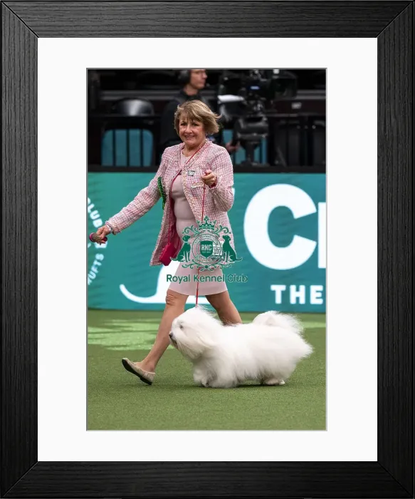 Framed Print : D-C-D-0-1-9-0 Crufts 2024 NEC Birmingham Day 1