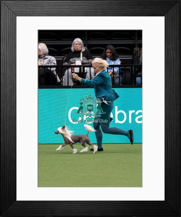 Framed Print : D-C-D-0-1-9-0 Crufts 2024 NEC Birmingham Day 1