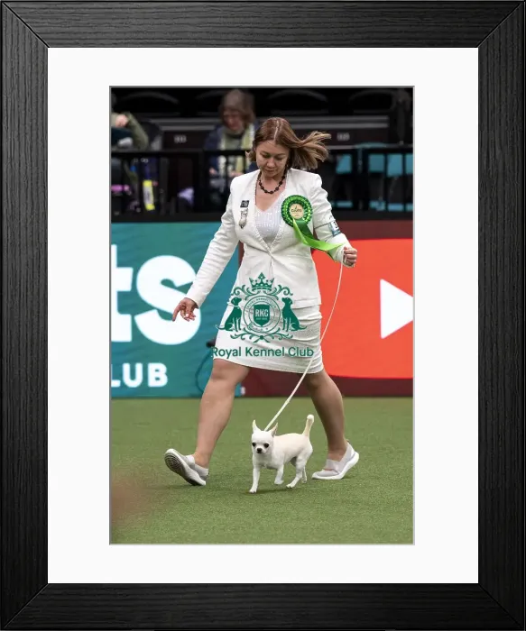 Framed Print : D-C-D-0-1-9-0 Crufts 2024 NEC Birmingham Day 1