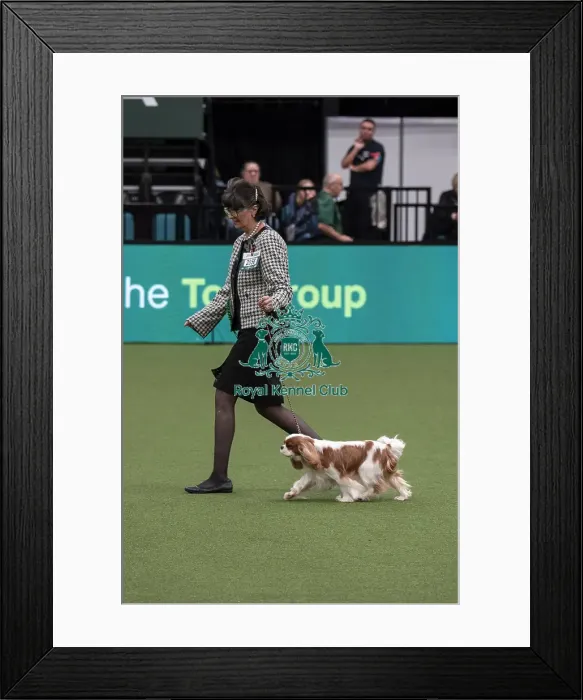 Framed Print : D-C-D-0-1-9-0 Crufts 2024 NEC Birmingham Day 1
