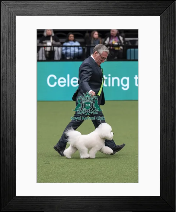 Framed Print : D-C-D-0-1-9-0 Crufts 2024 NEC Birmingham Day 1