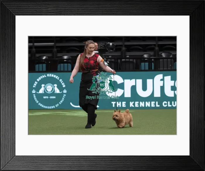 Framed Print : D-C-D-0-1-9-0 Crufts 2024 NEC Birmingham Day 1