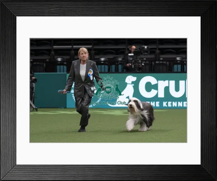 Framed Print : D-C-D-0-1-9-0 Crufts 2024 NEC Birmingham Day 1