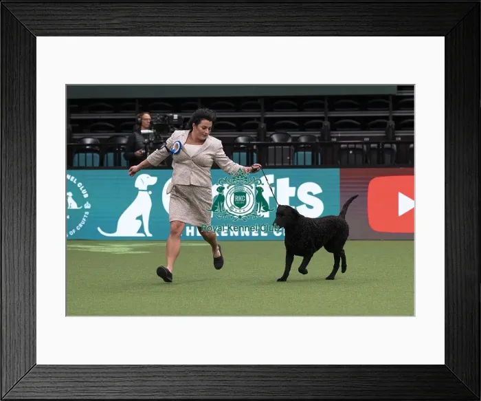 Framed Print : D-C-D-0-1-9-0 Crufts 2024 NEC Birmingham Day 1