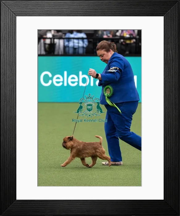 Framed Print : D-C-D-0-1-9-0 Crufts 2024 NEC Birmingham Day 1