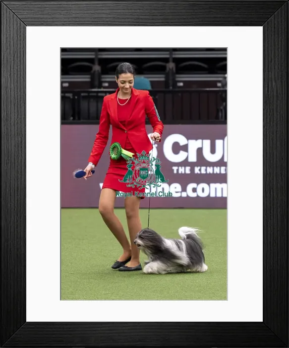 Framed Print : D-C-D-0-1-9-0 Crufts 2024 NEC Birmingham Day 1 Framed Print : D-C-D-0-1-9-0 Crufts 2024 NEC Birmingham Day 1
