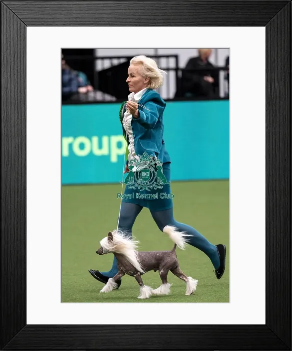 Framed Print : D-C-D-0-1-9-0 Crufts 2024 NEC Birmingham Day 1 Framed Print : D-C-D-0-1-9-0 Crufts 2024 NEC Birmingham Day 1