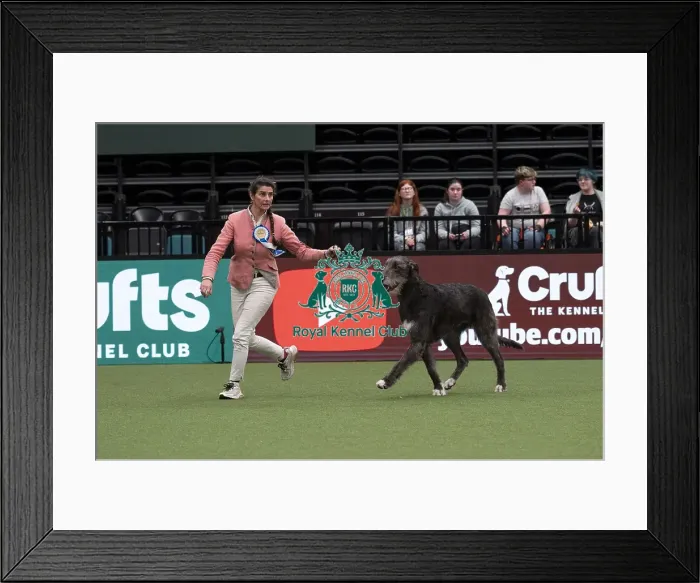 Framed Print : D-C-D-0-1-9-0 Crufts 2024 NEC Birmingham Day 1 Framed Print : D-C-D-0-1-9-0 Crufts 2024 NEC Birmingham Day 1