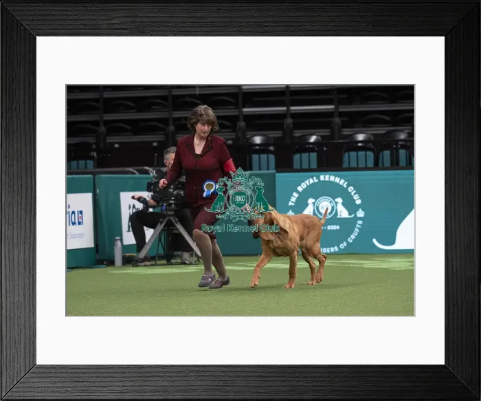 Framed Print : D-C-D-0-1-9-0 Crufts 2024 NEC Birmingham Day 1 Framed Print : D-C-D-0-1-9-0 Crufts 2024 NEC Birmingham Day 1